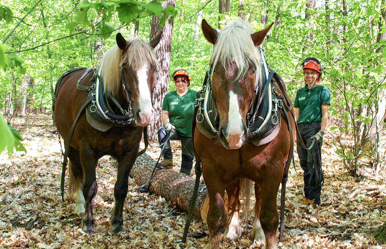 Pauli, Lisa, Bubi und Friederike betreiben nachhaltige Waldpflege (v.l.n.r.).