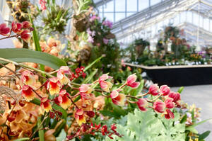 Blütenpracht bei der Orchideenausstellung. Foto: bo.berlin