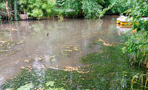 Der Waldsee im Juli. Foto: Berthold Baldus / Waldsee e. V.