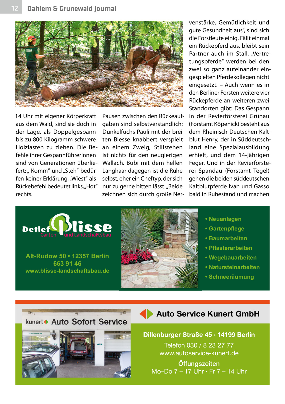 12  Dahlem & Grunewald Journal  14 Uhr mit eigener Körperkraft aus dem Wald, sind sie doch in der Lage, als Doppelgespann bis zu 800 Kilogramm schwere Holzlasten zu ziehen. Die Befehle ihrer Gespannführerinnen sind von Generationen überliefert: „ Komm“ und „Steh“ bedürfen keiner Erklärung, „Wiest“ als Rückebefehl bedeutet links, „Hot“ rechts.  Pausen zwischen den Rückeaufgaben sind selbstverständlich: Dunkelfuchs Pauli mit der breiten Blesse knabbert verspielt an einem Zweig, Stillstehen ist nichts für den neugierigen Wallach. Bubi mit dem hellen Langhaar dagegen ist die Ruhe selbst, eher ein Cheftyp, der sich nur zu gerne bitten lässt. „Beide zeichnen sich durch große Ner venstärke, Gemütlichkeit und gute Gesundheit aus“, sind sich die Forstleute einig. Fällt einmal ein Rückepferd aus, bleibt sein Partner auch im Stall. „Vertretungspferde“ werden bei den zwei so ganz aufeinander eingespielten Pferdekollegen nicht eingesetzt. – Auch wenn es in den Berliner Forsten weitere vier Rückepferde an weiteren zwei Standorten gibt: Das Gespann in der Revierförsterei Grünau (Forstamt Köpenick) besteht aus dem Rheinisch-Deutschen Kaltblut Henry, der in Süddeutschland eine Spezialausbildung erhielt, und dem 14-jährigen Feger. Und in der Revierförsterei Spandau (Forstamt Tegel) gehen die beiden süddeutschen Kaltblutpferde Ivan und Gasso bald in Ruhestand und machen  • Neuanlagen • Gartenpflege • Baumarbeiten  Alt-Rudow 50 • 12357 Berlin 663 91 46  www.blisse-landschaftsbau.de  • Pflasterarbeiten • Wegebauarbeiten • Natursteinarbeiten • Schneeräumung  ◀▶ Auto Service Kunert GmbH Dillenburger Straße 45 · 14199 Berlin Telefon 030 / 8 23 27 77 www.autoservice-kunert.de Öffungszeiten Mo–Do 7 – 17 Uhr · Fr 7 – 14 Uhr