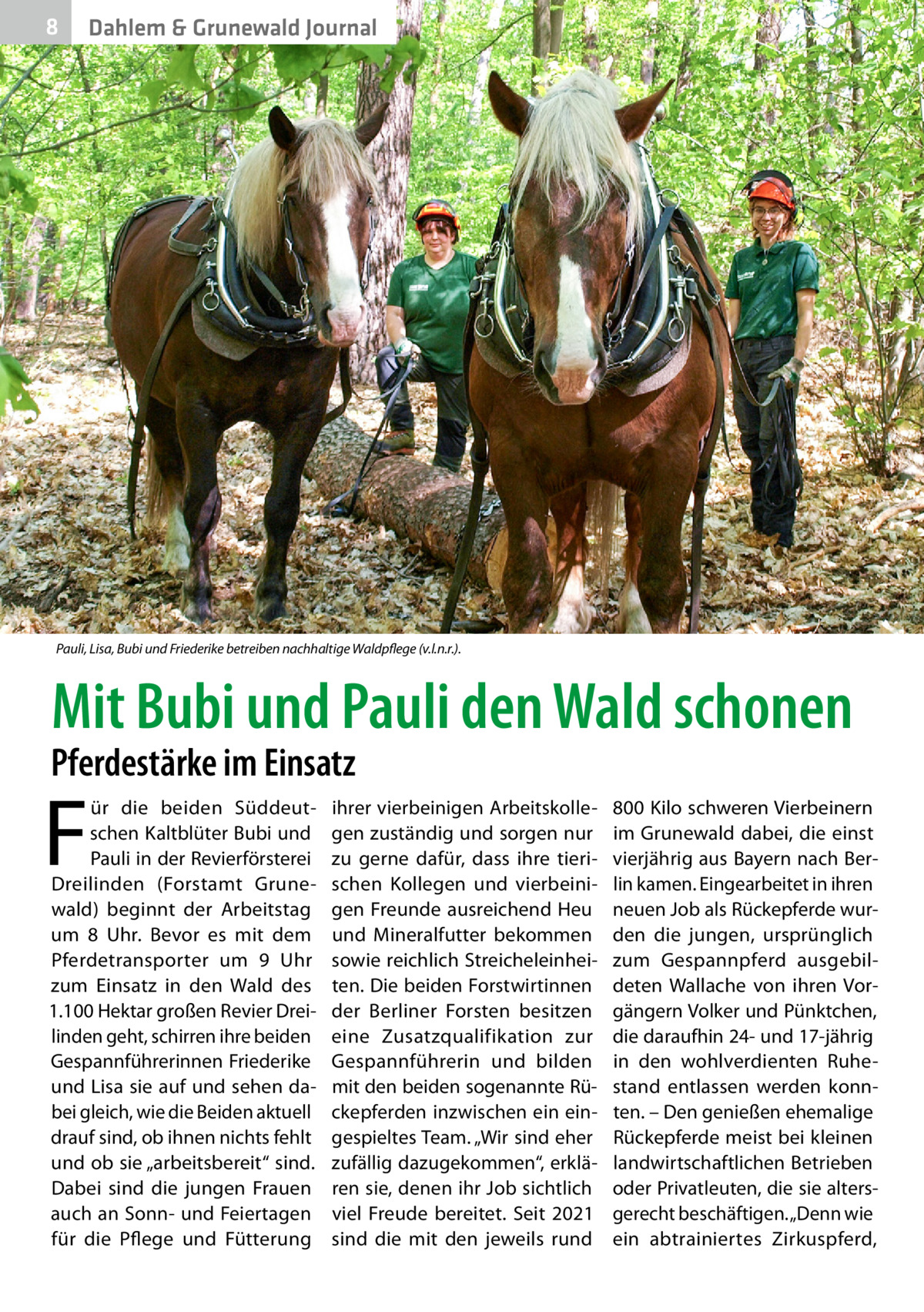 8  Dahlem & Grunewald Journal  Pauli, Lisa, Bubi und Friederike betreiben nachhaltige Waldpflege (v.l.n.r.).  Mit Bubi und Pauli den Wald schonen  Pferdestärke im Einsatz  F  ür die beiden Süddeutschen Kaltblüter Bubi und Pauli in der Revierförsterei Dreilinden (Forstamt Grunewald) beginnt der Arbeitstag um 8  Uhr. Bevor es mit dem Pferdetransporter um 9  Uhr zum Einsatz in den Wald des 1.100 Hektar großen Revier Dreilinden geht, schirren ihre beiden Gespannführerinnen Friederike und Lisa sie auf und sehen dabei gleich, wie die Beiden aktuell drauf sind, ob ihnen nichts fehlt und ob sie „arbeitsbereit“ sind. Dabei sind die jungen Frauen auch an Sonn- und Feiertagen für die Pflege und Fütterung  ihrer vierbeinigen Arbeitskollegen zuständig und sorgen nur zu gerne dafür, dass ihre tierischen Kollegen und vierbeinigen Freunde ausreichend Heu und Mineralfutter bekommen sowie reichlich Streicheleinheiten. Die beiden Forstwirtinnen der Berliner Forsten besitzen eine Zusatzqualifikation zur Gespannführerin und bilden mit den beiden sogenannte Rückepferden inzwischen ein eingespieltes Team. „Wir sind eher zufällig dazugekommen“, erklären sie, denen ihr Job sichtlich viel Freude bereitet. Seit 2021 sind die mit den jeweils rund  800 Kilo schweren Vierbeinern im Grunewald dabei, die einst vierjährig aus Bayern nach Berlin kamen. Eingearbeitet in ihren neuen Job als Rückepferde wurden die jungen, ursprünglich zum Gespannpferd ausgebildeten Wallache von ihren Vorgängern Volker und Pünktchen, die daraufhin 24- und 17-jährig in den wohlverdienten Ruhestand entlassen werden konnten. – Den genießen ehemalige Rückepferde meist bei kleinen landwirtschaftlichen Betrieben oder Privatleuten, die sie altersgerecht beschäftigen. „Denn wie ein abtrainiertes Zirkuspferd,