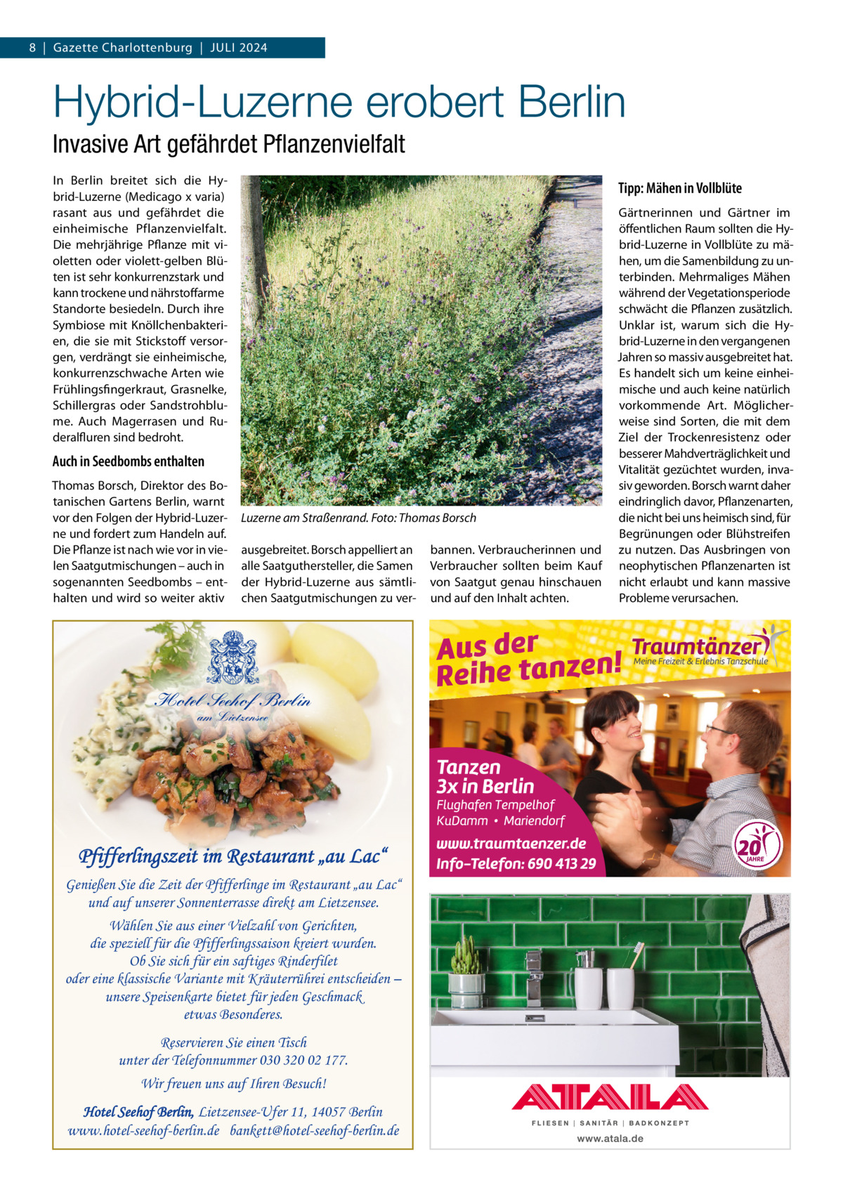 8  |  Gazette Charlottenburg  |  JULI 2024  Hybrid-Luzerne erobert Berlin Invasive Art gefährdet Pflanzenvielfalt In Berlin breitet sich die Hybrid-Luzerne (Medicago x varia) rasant aus und gefährdet die einheimische Pflanzenvielfalt. Die mehrjährige Pflanze mit violetten oder violett-gelben Blüten ist sehr konkurrenzstark und kann trockene und nährstoffarme Standorte besiedeln. Durch ihre Symbiose mit Knöllchenbakterien, die sie mit Stickstoff versorgen, verdrängt sie einheimische, konkurrenzschwache Arten wie Frühlingsfingerkraut, Grasnelke, Schillergras oder Sandstrohblume. Auch Magerrasen und Ruderalfluren sind bedroht.  Tipp: Mähen in Vollblüte  Auch in Seedbombs enthalten Thomas Borsch, Direktor des Botanischen Gartens Berlin, warnt vor den Folgen der Hybrid-Luzerne und fordert zum Handeln auf. Die Pflanze ist nach wie vor in vielen Saatgutmischungen – auch in sogenannten Seedbombs – enthalten und wird so weiter aktiv  Luzerne am Straßenrand. Foto: Thomas Borsch ausgebreitet. Borsch appelliert an alle Saatguthersteller, die Samen der Hybrid-Luzerne aus sämtlichen Saatgutmischungen zu ver Hotel Seehof Berlin am Lietzensee  Pfifferlingszeit im Restaurant „au Lac“ Genießen Sie die Zeit der Pfifferlinge im Restaurant „au Lac“ und auf unserer Sonnenterrasse direkt am Lietzensee. Wählen Sie aus einer Vielzahl von Gerichten, die speziell für die Pfifferlingssaison kreiert wurden. Ob Sie sich für ein saftiges Rinderfilet oder eine klassische Variante mit Kräuterrührei entscheiden – unsere Speisenkarte bietet für jeden Geschmack etwas Besonderes. Reservieren Sie einen Tisch unter der Telefonnummer 030 320 02 177. Wir freuen uns auf Ihren Besuch! Hotel Seehof Berlin, Lietzensee-Ufer 11, 14057 Berlin www.hotel-seehof-berlin.de bankett@hotel-seehof-berlin.de  bannen. Verbraucherinnen und Verbraucher sollten beim Kauf von Saatgut genau hinschauen und auf den Inhalt achten.  Gärtnerinnen und Gärtner im öffentlichen Raum sollten die Hybrid-Luzerne in Vollblüte zu mähen, um die Samenbildung zu unterbinden. Mehrmaliges Mähen während der Vegetationsperiode schwächt die Pflanzen zusätzlich. Unklar ist, warum sich die Hybrid-Luzerne in den vergangenen Jahren so massiv ausgebreitet hat. Es handelt sich um keine einheimische und auch keine natürlich vorkommende Art. Möglicherweise sind Sorten, die mit dem Ziel der Trockenresistenz oder besserer Mahdverträglichkeit und Vitalität gezüchtet wurden, invasiv geworden. Borsch warnt daher eindringlich davor, Pflanzenarten, die nicht bei uns heimisch sind, für Begrünungen oder Blühstreifen zu nutzen. Das Ausbringen von neophytischen Pflanzenarten ist nicht erlaubt und kann massive Probleme verursachen.