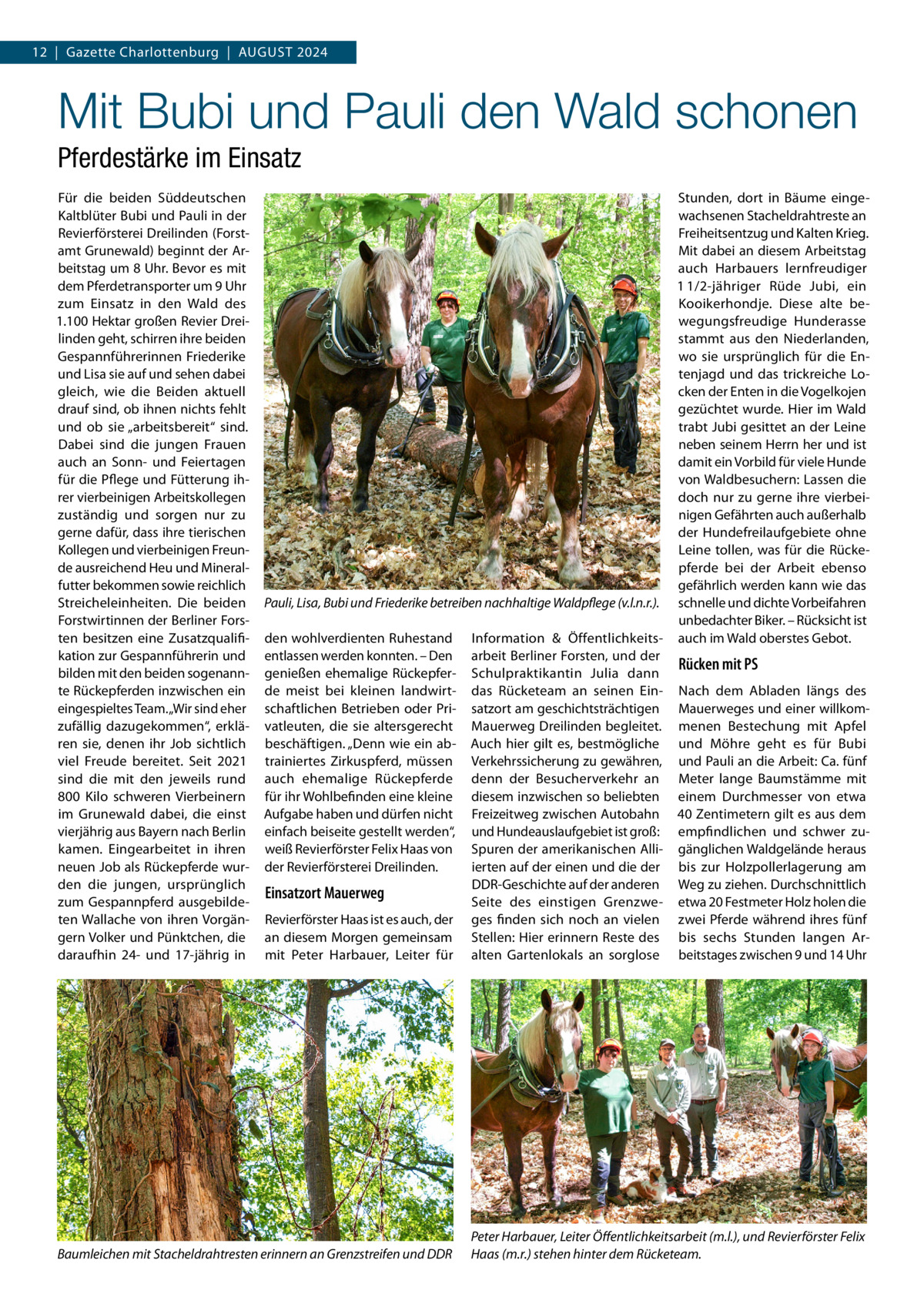 12  |  Gazette Charlottenburg  |  August 2024  Mit Bubi und Pauli den Wald schonen Pferdestärke im Einsatz Für die beiden Süddeutschen Kaltblüter Bubi und Pauli in der Revierförsterei Dreilinden (Forstamt Grunewald) beginnt der Arbeitstag um 8 Uhr. Bevor es mit dem Pferdetransporter um 9 Uhr zum Einsatz in den Wald des 1.100 Hektar großen Revier Dreilinden geht, schirren ihre beiden Gespannführerinnen Friederike und Lisa sie auf und sehen dabei gleich, wie die Beiden aktuell drauf sind, ob ihnen nichts fehlt und ob sie „arbeitsbereit“ sind. Dabei sind die jungen Frauen auch an Sonn- und Feiertagen für die Pflege und Fütterung ihrer vierbeinigen Arbeitskollegen zuständig und sorgen nur zu gerne dafür, dass ihre tierischen Kollegen und vierbeinigen Freunde ausreichend Heu und Mineralfutter bekommen sowie reichlich Streicheleinheiten. Die beiden Forstwirtinnen der Berliner Forsten besitzen eine Zusatzqualifikation zur Gespannführerin und bilden mit den beiden sogenannte Rückepferden inzwischen ein eingespieltes Team. „Wir sind eher zufällig dazugekommen“, erklären sie, denen ihr Job sichtlich viel Freude bereitet. Seit 2021 sind die mit den jeweils rund 800  Kilo schweren Vierbeinern im Grunewald dabei, die einst vierjährig aus Bayern nach Berlin kamen. Eingearbeitet in ihren neuen Job als Rückepferde wurden die jungen, ursprünglich zum Gespannpferd ausgebildeten Wallache von ihren Vorgängern Volker und Pünktchen, die daraufhin 24- und 17-jährig in  Stunden, dort in Bäume eingewachsenen Stacheldrahtreste an Freiheitsentzug und Kalten Krieg. Mit dabei an diesem Arbeitstag auch Harbauers lernfreudiger 1 1/2-jähriger Rüde Jubi, ein Kooikerhondje. Diese alte bewegungsfreudige Hunderasse stammt aus den Niederlanden, wo sie ursprünglich für die Entenjagd und das trickreiche Locken der Enten in die Vogelkojen gezüchtet wurde. Hier im Wald trabt Jubi gesittet an der Leine neben seinem Herrn her und ist damit ein Vorbild für viele Hunde von Waldbesuchern: Lassen die doch nur zu gerne ihre vierbeinigen Gefährten auch außerhalb der Hundefreilaufgebiete ohne Leine tollen, was für die Rückepferde bei der Arbeit ebenso gefährlich werden kann wie das Pauli, Lisa, Bubi und Friederike betreiben nachhaltige Waldpflege (v.l.n.r.). schnelle und dichte Vorbeifahren unbedachter Biker. – Rücksicht ist den wohlverdienten Ruhestand Information & Öffentlichkeits- auch im Wald oberstes Gebot. entlassen werden konnten. – Den arbeit Berliner Forsten, und der Rücken mit PS genießen ehemalige Rückepfer- Schulpraktikantin Julia dann de meist bei kleinen landwirt- das Rücketeam an seinen Ein- Nach dem Abladen längs des schaftlichen Betrieben oder Pri- satzort am geschichtsträchtigen Mauerweges und einer willkomvatleuten, die sie altersgerecht Mauerweg Dreilinden begleitet. menen Bestechung mit Apfel beschäftigen. „Denn wie ein ab- Auch hier gilt es, bestmögliche und Möhre geht es für Bubi trainiertes Zirkuspferd, müssen Verkehrssicherung zu gewähren, und Pauli an die Arbeit: Ca. fünf auch ehemalige Rückepferde denn der Besucherverkehr an Meter lange Baumstämme mit für ihr Wohlbefinden eine kleine diesem inzwischen so beliebten einem Durchmesser von etwa Aufgabe haben und dürfen nicht Freizeitweg zwischen Autobahn 40 Zentimetern gilt es aus dem einfach beiseite gestellt werden“, und Hundeauslaufgebiet ist groß: empfindlichen und schwer zuweiß Revierförster Felix Haas von Spuren der amerikanischen Alli- gänglichen Waldgelände heraus der Revierförsterei Dreilinden. ierten auf der einen und die der bis zur Holzpollerlagerung am DDR-Geschichte auf der anderen Weg zu ziehen. Durchschnittlich Einsatzort Mauerweg Seite des einstigen Grenzwe- etwa 20 Festmeter Holz holen die Revierförster Haas ist es auch, der ges finden sich noch an vielen zwei Pferde während ihres fünf an diesem Morgen gemeinsam Stellen: Hier erinnern Reste des bis sechs Stunden langen Armit Peter Harbauer, Leiter für alten Gartenlokals an sorglose beitstages zwischen 9 und 14 Uhr  Baumleichen mit Stacheldrahtresten erinnern an Grenzstreifen und DDR  Peter Harbauer, Leiter Öffentlichkeitsarbeit (m.l.), und Revierförster Felix Haas (m.r.) stehen hinter dem Rücketeam.