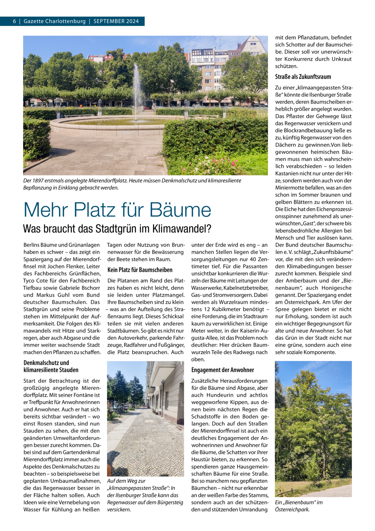 6  |  Gazette Charlottenburg  |  September 2024 mit dem Pflanzdatum, befindet sich Schotter auf der Baumscheibe. Dieser soll vor unerwünschter Konkurrenz durch Unkraut schützen.  Straße als Zukunftsraum  Der 1897 erstmals angelegte Mierendorffplatz. Heute müssen Denkmalschutz und klimaresiliente Bepflanzung in Einklang gebracht werden.  Mehr Platz für Bäume Was braucht das Stadtgrün im Klimawandel? Berlins Bäume und Grünanlagen Tagen oder Nutzung von Brunhaben es schwer – das zeigt ein nenwasser für die Bewässerung Spaziergang auf der Mierendorf- der Beete stehen im Raum. finsel mit Jochen Flenker, Leiter Kein Platz für Baumscheiben des Fachbereichs Grünflächen, Tyco Cote für den Fachbereich Die Platanen am Rand des PlatTiefbau sowie Gabriele Bschorr zes haben es nicht leicht, denn und Markus Guhl vom Bund sie leiden unter Platzmangel. deutscher Baumschulen. Das Ihre Baumscheiben sind zu klein Stadtgrün und seine Probleme – was an der Aufteilung des Strastehen im Mittelpunkt der Auf- ßenraums liegt. Dieses Schicksal merksamkeit. Die Folgen des Kli- teilen sie mit vielen anderen mawandels mit Hitze und Stark- Stadtbäumen. So gibt es nicht nur regen, aber auch Abgase und die den Autoverkehr, parkende Fahrimmer weiter wachsende Stadt zeuge, Radfahrer und Fußgänger, machen den Pflanzen zu schaffen. die Platz beanspruchen. Auch  Denkmalschutz und klimaresiliente Stauden Start der Betrachtung ist der großzügig angelegte Mierendorffplatz. Mit seiner Fontäne ist er Treffpunkt für Anwohnerinnen und Anwohner. Auch er hat sich bereits sichtbar verändert – wo einst Rosen standen, sind nun Stauden zu sehen, die mit den geänderten Umweltanforderungen besser zurecht kommen. Dabei sind auf dem Gartendenkmal Mierendorffplatz immer auch die Aspekte des Denkmalschutzes zu beachten – so beispielsweise bei geplanten Umbaumaßnahmen, die das Regenwasser besser in der Fläche halten sollen. Auch Ideen wie eine Vernebelung von Wasser für Kühlung an heißen  unter der Erde wird es eng – an manchen Stellen liegen die Versorgungsleitungen nur 40  Zentimeter tief. Für die Passanten unsichtbar konkurrieren die Wurzeln der Bäume mit Leitungen der Wasserwerke, Kabelnetzbetreiber, Gas- und Stromversorgern. Dabei werden als Wurzelraum mindestens 12  Kubikmeter benötigt – eine Forderung, die im Stadtraum kaum zu verwirklichen ist. Einige Meter weiter, in der Kaiserin-Augusta-Allee, ist das Problem noch deutlicher: Hier drücken Baumwurzeln Teile des Radwegs nach oben.  Zu einer „klimaangepassten Straße“ könnte die Ilsenburger Straße werden, deren Baumscheiben erheblich größer angelegt wurden. Das Pflaster der Gehwege lässt das Regenwasser versickern und die Blockrandbebauung ließe es zu, künftig Regenwasser von den Dächern zu gewinnen.Von liebgewonnenen heimischen Bäumen muss man sich wahrscheinlich verabschieden – so leiden Kastanien nicht nur unter der Hitze, sondern werden auch von der Miniermotte befallen, was an den schon im Sommer braunen und gelben Blättern zu erkennen ist. Die Eiche hat den Eichenprozessionsspinner zunehmend als unerwünschten „Gast“, der schwere bis lebensbedrohliche Allergien bei Mensch und Tier auslösen kann. Der Bund deutscher Baumschulen e. V. schlägt „Zukunftsbäume“ vor, die mit den sich verändernden Klimabedingungen besser zurecht kommen. Beispiele sind der Amberbaum und der „Bienenbaum“, auch Honigesche genannt. Der Spaziergang endet am Österreichpark. Am Ufer der Spree gelegen bietet er nicht nur Erholung, sondern ist auch ein wichtiger Begegnungsort für alte und neue Anwohner. So hat das Grün in der Stadt nicht nur eine grüne, sondern auch eine sehr soziale Komponente.  Engagement der Anwohner  Auf dem Weg zur „klimaangepassten Straße“: In der Ilsenburger Straße kann das Regenwasser auf dem Bürgersteig versickern.  Zusätzliche Herausforderungen für die Bäume sind Abgase, aber auch Hundeurin und achtlos weggeworfene Kippen, aus denen beim nächsten Regen die Schadstoffe in den Boden gelangen. Doch auf den Straßen der Mierendorffinsel ist auch ein deutliches Engagement der Anwohnerinnen und Anwohner für die Bäume, die Schatten vor ihrer Haustür bieten, zu erkennen. So spendieren ganze Hausgemeinschaften Bäume für eine Straße. Bei so manchem neu gepflanzten Bäumchen – nicht nur erkennbar an der weißen Farbe des Stamms, sondern auch an der schützenden und stützenden Umrandung  Ein „Bienenbaum“ im Österreichpark.