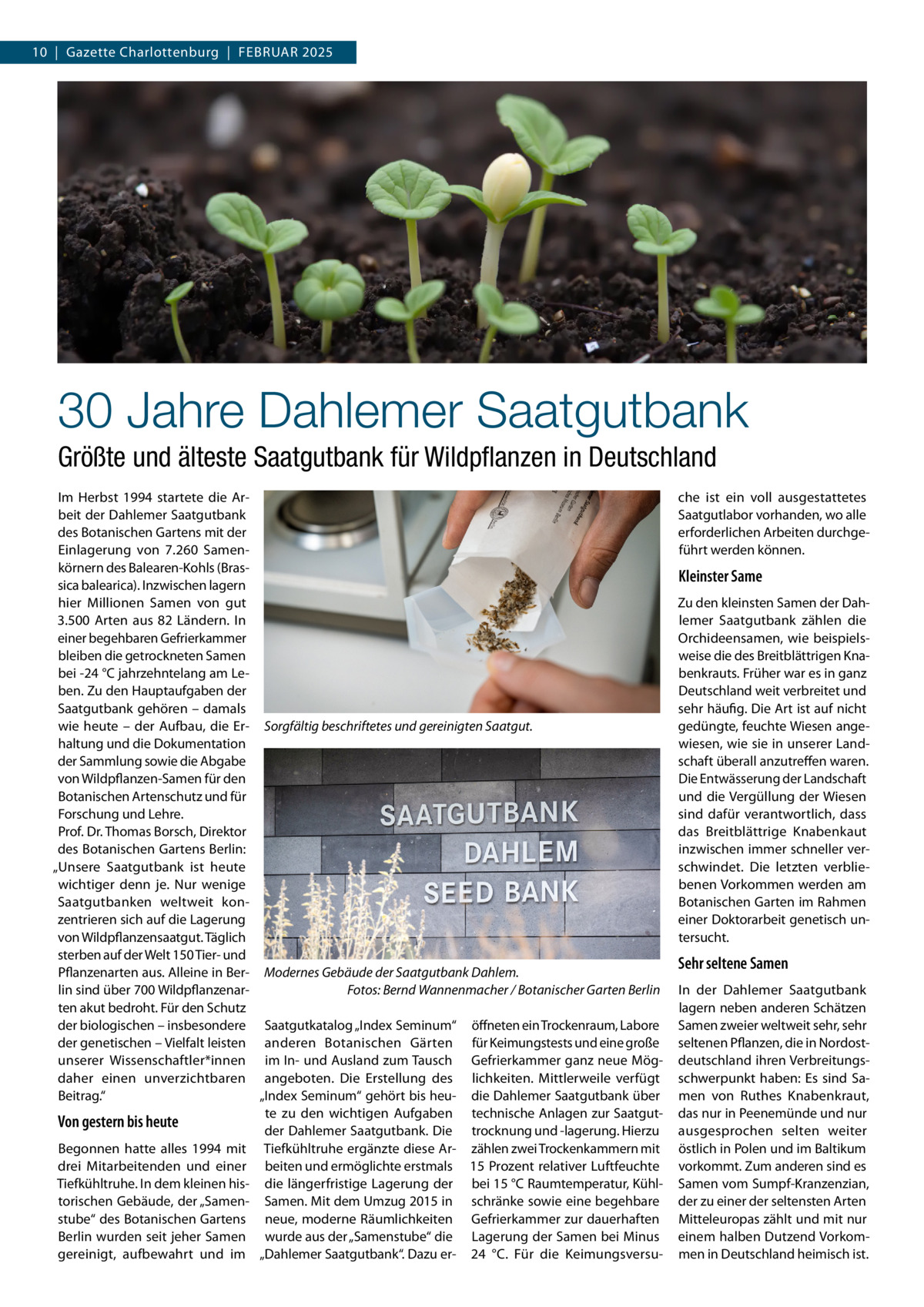 10  |  Gazette Charlottenburg  |  Februar 2025  30 Jahre Dahlemer Saatgutbank Größte und älteste Saatgutbank für Wildpflanzen in Deutschland Im Herbst 1994 startete die Arbeit der Dahlemer Saatgutbank des Botanischen Gartens mit der Einlagerung von 7.260  Samenkörnern des Balearen-Kohls (Brassica balearica). Inzwischen lagern hier Millionen Samen von gut 3.500  Arten aus 82  Ländern. In einer begehbaren Gefrierkammer bleiben die getrockneten Samen bei -24 °C jahrzehntelang am Leben. Zu den Hauptaufgaben der Saatgutbank gehören – damals wie heute – der Aufbau, die Er- Sorgfältig beschriftetes und gereinigten Saatgut. haltung und die Dokumentation der Sammlung sowie die Abgabe von Wildpflanzen-Samen für den Botanischen Artenschutz und für Forschung und Lehre. Prof. Dr. Thomas Borsch, Direktor des Botanischen Gartens Berlin: „Unsere Saatgutbank ist heute wichtiger denn je. Nur wenige Saatgutbanken weltweit konzentrieren sich auf die Lagerung von Wildpflanzensaatgut. Täglich sterben auf der Welt 150 Tier- und Pflanzenarten aus. Alleine in Ber- Modernes Gebäude der Saatgutbank Dahlem. lin sind über 700 Wildpflanzenar- � Fotos: Bernd Wannenmacher / Botanischer Garten Berlin ten akut bedroht. Für den Schutz der biologischen – insbesondere Saatgutkatalog „Index Seminum“ öffneten ein Trockenraum, Labore der genetischen – Vielfalt leisten anderen Botanischen Gärten für Keimungstests und eine große unserer Wissenschaftler*innen im In- und Ausland zum Tausch Gefrierkammer ganz neue Mögdaher einen unverzichtbaren angeboten. Die Erstellung des lichkeiten. Mittlerweile verfügt Beitrag.“ „Index Seminum“ gehört bis heu- die Dahlemer Saatgutbank über te zu den wichtigen Aufgaben technische Anlagen zur SaatgutVon gestern bis heute der Dahlemer Saatgutbank. Die trocknung und -lagerung. Hierzu Begonnen hatte alles 1994 mit Tiefkühltruhe ergänzte diese Ar- zählen zwei Trockenkammern mit drei Mitarbeitenden und einer beiten und ermöglichte erstmals 15 Prozent relativer Luftfeuchte Tiefkühltruhe. In dem kleinen his- die längerfristige Lagerung der bei 15 °C Raumtemperatur, Kühltorischen Gebäude, der „Samen- Samen. Mit dem Umzug 2015 in schränke sowie eine begehbare stube“ des Botanischen Gartens neue, moderne Räumlichkeiten Gefrierkammer zur dauerhaften Berlin wurden seit jeher Samen wurde aus der „Samenstube“ die Lagerung der Samen bei Minus gereinigt, aufbewahrt und im „Dahlemer Saatgutbank“. Dazu er- 24  °C. Für die Keimungsversu che ist ein voll ausgestattetes Saatgutlabor vorhanden, wo alle erforderlichen Arbeiten durchgeführt werden können.  Kleinster Same Zu den kleinsten Samen der Dahlemer Saatgutbank zählen die Orchideensamen, wie beispielsweise die des Breitblättrigen Knabenkrauts. Früher war es in ganz Deutschland weit verbreitet und sehr häufig. Die Art ist auf nicht gedüngte, feuchte Wiesen angewiesen, wie sie in unserer Landschaft überall anzutreffen waren. Die Entwässerung der Landschaft und die Vergüllung der Wiesen sind dafür verantwortlich, dass das Breitblättrige Knabenkaut inzwischen immer schneller verschwindet. Die letzten verbliebenen Vorkommen werden am Botanischen Garten im Rahmen einer Doktorarbeit genetisch untersucht.  Sehr seltene Samen In der Dahlemer Saatgutbank lagern neben anderen Schätzen Samen zweier weltweit sehr, sehr seltenen Pflanzen, die in Nordostdeutschland ihren Verbreitungsschwerpunkt haben: Es sind Samen von Ruthes Knabenkraut, das nur in Peenemünde und nur ausgesprochen selten weiter östlich in Polen und im Baltikum vorkommt. Zum anderen sind es Samen vom Sumpf-Kranzenzian, der zu einer der seltensten Arten Mitteleuropas zählt und mit nur einem halben Dutzend Vorkommen in Deutschland heimisch ist.