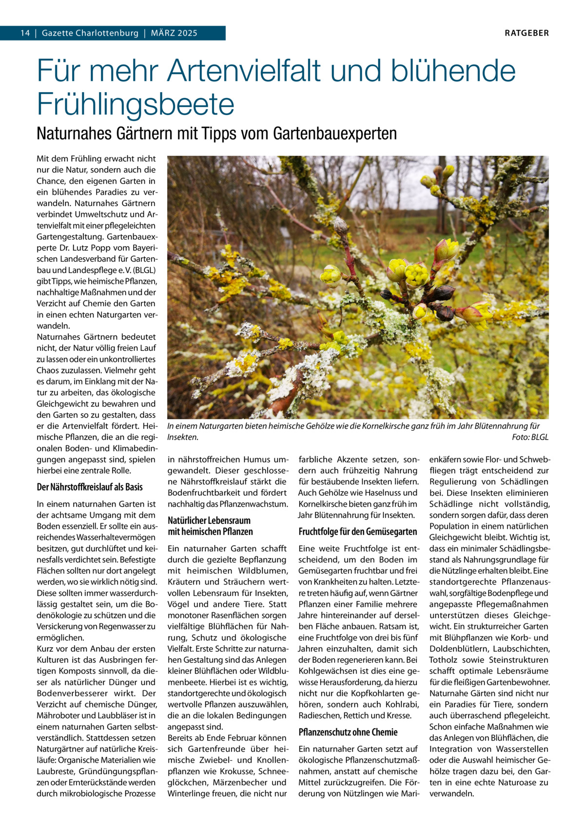 RATGEBER  14  |  Gazette Charlottenburg  |  März 2025  Für mehr Artenvielfalt und blühende Frühlingsbeete Naturnahes Gärtnern mit Tipps vom Gartenbauexperten Mit dem Frühling erwacht nicht nur die Natur, sondern auch die Chance, den eigenen Garten in ein blühendes Paradies zu verwandeln. Naturnahes Gärtnern verbindet Umweltschutz und Artenvielfalt mit einer pflegeleichten Gartengestaltung. Gartenbauexperte Dr. Lutz Popp vom Bayerischen Landesverband für Gartenbau und Landespflege e. V. (BLGL) gibt Tipps, wie heimische Pflanzen, nachhaltige Maßnahmen und der Verzicht auf Chemie den Garten in einen echten Naturgarten verwandeln. Naturnahes Gärtnern bedeutet nicht, der Natur völlig freien Lauf zu lassen oder ein unkontrolliertes Chaos zuzulassen. Vielmehr geht es darum, im Einklang mit der Natur zu arbeiten, das ökologische Gleichgewicht zu bewahren und den Garten so zu gestalten, dass er die Artenvielfalt fördert. Heimische Pflanzen, die an die regionalen Boden- und Klimabedingungen angepasst sind, spielen hierbei eine zentrale Rolle.  Der Nährstoffkreislauf als Basis In einem naturnahen Garten ist der achtsame Umgang mit dem Boden essenziell. Er sollte ein ausreichendes Wasserhaltevermögen besitzen, gut durchlüftet und keinesfalls verdichtet sein. Befestigte Flächen sollten nur dort angelegt werden, wo sie wirklich nötig sind. Diese sollten immer wasserdurchlässig gestaltet sein, um die Bodenökologie zu schützen und die Versickerung von Regenwasser zu ermöglichen. Kurz vor dem Anbau der ersten Kulturen ist das Ausbringen fertigen Komposts sinnvoll, da dieser als natürlicher Dünger und Bodenverbesserer wirkt. Der Verzicht auf chemische Dünger, Mähroboter und Laubbläser ist in einem naturnahen Garten selbstverständlich. Stattdessen setzen Naturgärtner auf natürliche Kreisläufe: Organische Materialien wie Laubreste, Gründüngungspflanzen oder Ernterückstände werden durch mikrobiologische Prozesse  In einem Naturgarten bieten heimische Gehölze wie die Kornelkirsche ganz früh im Jahr Blütennahrung für Insekten. � Foto: BLGL in nährstoffreichen Humus umgewandelt. Dieser geschlossene Nährstoffkreislauf stärkt die Bodenfruchtbarkeit und fördert nachhaltig das Pflanzenwachstum.  Natürlicher Lebensraum mit heimischen Pflanzen  farbliche Akzente setzen, sondern auch frühzeitig Nahrung für bestäubende Insekten liefern. Auch Gehölze wie Haselnuss und Kornelkirsche bieten ganz früh im Jahr Blütennahrung für Insekten.  Fruchtfolge für den Gemüsegarten  Ein naturnaher Garten schafft Eine weite Fruchtfolge ist entdurch die gezielte Bepflanzung scheidend, um den Boden im mit heimischen Wildblumen, Gemüsegarten fruchtbar und frei Kräutern und Sträuchern wert- von Krankheiten zu halten. Letztevollen Lebensraum für Insekten, re treten häufig auf, wenn Gärtner Vögel und andere Tiere. Statt Pflanzen einer Familie mehrere monotoner Rasenflächen sorgen Jahre hintereinander auf derselvielfältige Blühflächen für Nah- ben Fläche anbauen. Ratsam ist, rung, Schutz und ökologische eine Fruchtfolge von drei bis fünf Vielfalt. Erste Schritte zur naturna- Jahren einzuhalten, damit sich hen Gestaltung sind das Anlegen der Boden regenerieren kann. Bei kleiner Blühflächen oder Wildblu- Kohlgewächsen ist dies eine gemenbeete. Hierbei ist es wichtig, wisse Herausforderung, da hierzu standortgerechte und ökologisch nicht nur die Kopfkohlarten gewertvolle Pflanzen auszuwählen, hören, sondern auch Kohlrabi, die an die lokalen Bedingungen Radieschen, Rettich und Kresse. angepasst sind. Pflanzenschutz ohne Chemie Bereits ab Ende Februar können sich Gartenfreunde über hei- Ein naturnaher Garten setzt auf mische Zwiebel- und Knollen- ökologische Pflanzenschutzmaßpflanzen wie Krokusse, Schnee- nahmen, anstatt auf chemische glöckchen, Märzenbecher und Mittel zurückzugreifen. Die FörWinterlinge freuen, die nicht nur derung von Nützlingen wie Mari enkäfern sowie Flor- und Schwebfliegen trägt entscheidend zur Regulierung von Schädlingen bei. Diese Insekten eliminieren Schädlinge nicht vollständig, sondern sorgen dafür, dass deren Population in einem natürlichen Gleichgewicht bleibt. Wichtig ist, dass ein minimaler Schädlingsbestand als Nahrungsgrundlage für die Nützlinge erhalten bleibt. Eine standortgerechte Pflanzenauswahl, sorgfältige Bodenpflege und angepasste Pflegemaßnahmen unterstützen dieses Gleichgewicht. Ein strukturreicher Garten mit Blühpflanzen wie Korb- und Doldenblütlern, Laubschichten, Totholz sowie Steinstrukturen schafft optimale Lebensräume für die fleißigen Gartenbewohner. Naturnahe Gärten sind nicht nur ein Paradies für Tiere, sondern auch überraschend pflegeleicht. Schon einfache Maßnahmen wie das Anlegen von Blühflächen, die Integration von Wasserstellen oder die Auswahl heimischer Gehölze tragen dazu bei, den Garten in eine echte Naturoase zu verwandeln.