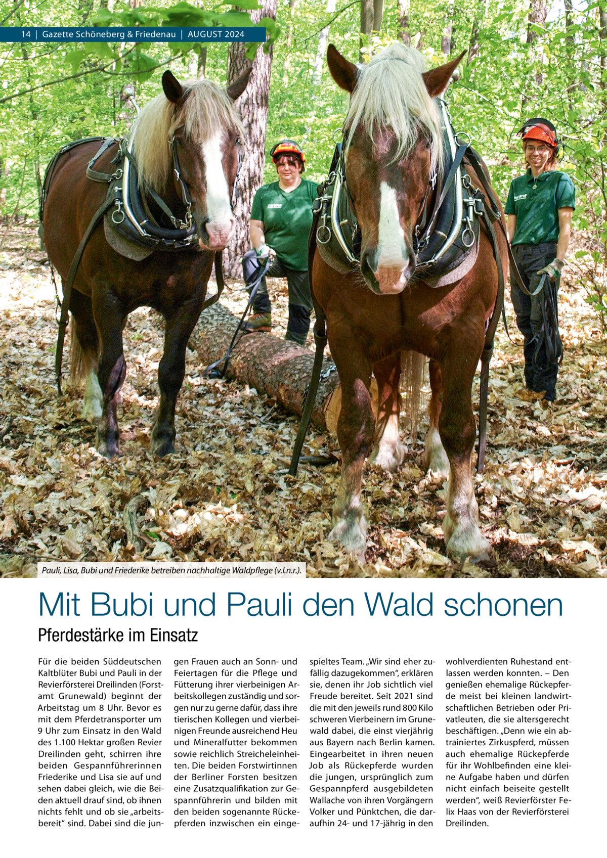 14  |  Gazette Schöneberg & Friedenau  |  AUGUST 2024  Pauli, Lisa, Bubi und Friederike betreiben nachhaltige Waldpflege (v.l.n.r.).  Mit Bubi und Pauli den Wald schonen Pferdestärke im Einsatz Für die beiden Süddeutschen Kaltblüter Bubi und Pauli in der Revierförsterei Dreilinden (Forstamt Grunewald) beginnt der Arbeitstag um 8  Uhr. Bevor es mit dem Pferdetransporter um 9 Uhr zum Einsatz in den Wald des 1.100 Hektar großen Revier Dreilinden geht, schirren ihre beiden Gespannführerinnen Friederike und Lisa sie auf und sehen dabei gleich, wie die Beiden aktuell drauf sind, ob ihnen nichts fehlt und ob sie „arbeitsbereit“ sind. Dabei sind die jun gen Frauen auch an Sonn- und spieltes Team. „Wir sind eher zuFeiertagen für die Pflege und fällig dazugekommen“, erklären Fütterung ihrer vierbeinigen Ar- sie, denen ihr Job sichtlich viel beitskollegen zuständig und sor- Freude bereitet. Seit 2021 sind gen nur zu gerne dafür, dass ihre die mit den jeweils rund 800 Kilo tierischen Kollegen und vierbei- schweren Vierbeinern im Grunenigen Freunde ausreichend Heu wald dabei, die einst vierjährig und Mineralfutter bekommen aus Bayern nach Berlin kamen. sowie reichlich Streicheleinhei- Eingearbeitet in ihren neuen ten. Die beiden Forstwirtinnen Job als Rückepferde wurden der Berliner Forsten besitzen die jungen, ursprünglich zum eine Zusatzqualifikation zur Ge- Gespannpferd ausgebildeten spannführerin und bilden mit Wallache von ihren Vorgängern den beiden sogenannte Rücke- Volker und Pünktchen, die darpferden inzwischen ein einge- aufhin 24- und 17-jährig in den  wohlverdienten Ruhestand entlassen werden konnten. – Den genießen ehemalige Rückepferde meist bei kleinen landwirtschaftlichen Betrieben oder Privatleuten, die sie altersgerecht beschäftigen. „Denn wie ein abtrainiertes Zirkuspferd, müssen auch ehemalige Rückepferde für ihr Wohlbefinden eine kleine Aufgabe haben und dürfen nicht einfach beiseite gestellt werden“, weiß Revierförster Felix Haas von der Revierförsterei Dreilinden.