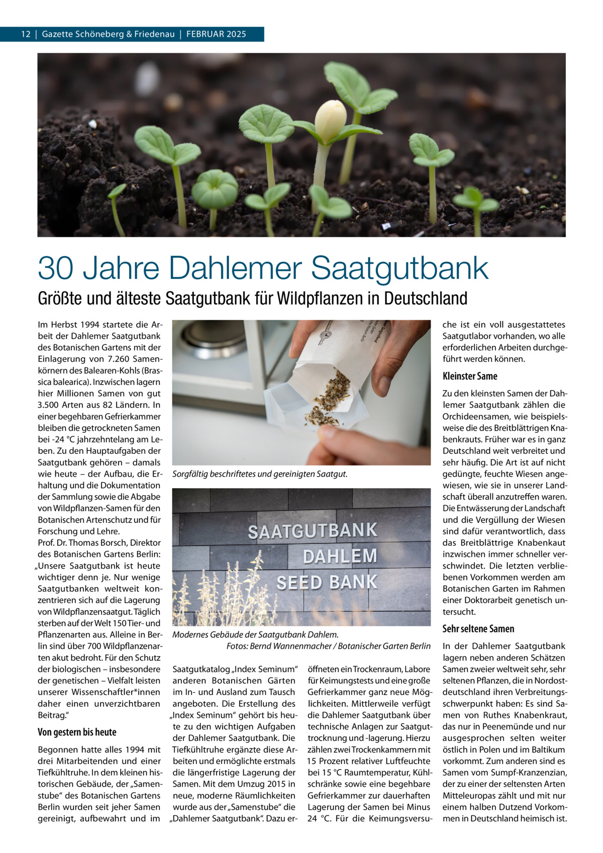 12  |  Gazette Schöneberg & Friedenau  |  Februar 2025  30 Jahre Dahlemer Saatgutbank Größte und älteste Saatgutbank für Wildpflanzen in Deutschland Im Herbst 1994 startete die Arbeit der Dahlemer Saatgutbank des Botanischen Gartens mit der Einlagerung von 7.260  Samenkörnern des Balearen-Kohls (Brassica balearica). Inzwischen lagern hier Millionen Samen von gut 3.500  Arten aus 82  Ländern. In einer begehbaren Gefrierkammer bleiben die getrockneten Samen bei -24 °C jahrzehntelang am Leben. Zu den Hauptaufgaben der Saatgutbank gehören – damals wie heute – der Aufbau, die Er- Sorgfältig beschriftetes und gereinigten Saatgut. haltung und die Dokumentation der Sammlung sowie die Abgabe von Wildpflanzen-Samen für den Botanischen Artenschutz und für Forschung und Lehre. Prof. Dr. Thomas Borsch, Direktor des Botanischen Gartens Berlin: „Unsere Saatgutbank ist heute wichtiger denn je. Nur wenige Saatgutbanken weltweit konzentrieren sich auf die Lagerung von Wildpflanzensaatgut. Täglich sterben auf der Welt 150 Tier- und Pflanzenarten aus. Alleine in Ber- Modernes Gebäude der Saatgutbank Dahlem. lin sind über 700 Wildpflanzenar- � Fotos: Bernd Wannenmacher / Botanischer Garten Berlin ten akut bedroht. Für den Schutz der biologischen – insbesondere Saatgutkatalog „Index Seminum“ öffneten ein Trockenraum, Labore der genetischen – Vielfalt leisten anderen Botanischen Gärten für Keimungstests und eine große unserer Wissenschaftler*innen im In- und Ausland zum Tausch Gefrierkammer ganz neue Mögdaher einen unverzichtbaren angeboten. Die Erstellung des lichkeiten. Mittlerweile verfügt Beitrag.“ „Index Seminum“ gehört bis heu- die Dahlemer Saatgutbank über te zu den wichtigen Aufgaben technische Anlagen zur SaatgutVon gestern bis heute der Dahlemer Saatgutbank. Die trocknung und -lagerung. Hierzu Begonnen hatte alles 1994 mit Tiefkühltruhe ergänzte diese Ar- zählen zwei Trockenkammern mit drei Mitarbeitenden und einer beiten und ermöglichte erstmals 15 Prozent relativer Luftfeuchte Tiefkühltruhe. In dem kleinen his- die längerfristige Lagerung der bei 15 °C Raumtemperatur, Kühltorischen Gebäude, der „Samen- Samen. Mit dem Umzug 2015 in schränke sowie eine begehbare stube“ des Botanischen Gartens neue, moderne Räumlichkeiten Gefrierkammer zur dauerhaften Berlin wurden seit jeher Samen wurde aus der „Samenstube“ die Lagerung der Samen bei Minus gereinigt, aufbewahrt und im „Dahlemer Saatgutbank“. Dazu er- 24  °C. Für die Keimungsversu che ist ein voll ausgestattetes Saatgutlabor vorhanden, wo alle erforderlichen Arbeiten durchgeführt werden können.  Kleinster Same Zu den kleinsten Samen der Dahlemer Saatgutbank zählen die Orchideensamen, wie beispielsweise die des Breitblättrigen Knabenkrauts. Früher war es in ganz Deutschland weit verbreitet und sehr häufig. Die Art ist auf nicht gedüngte, feuchte Wiesen angewiesen, wie sie in unserer Landschaft überall anzutreffen waren. Die Entwässerung der Landschaft und die Vergüllung der Wiesen sind dafür verantwortlich, dass das Breitblättrige Knabenkaut inzwischen immer schneller verschwindet. Die letzten verbliebenen Vorkommen werden am Botanischen Garten im Rahmen einer Doktorarbeit genetisch untersucht.  Sehr seltene Samen In der Dahlemer Saatgutbank lagern neben anderen Schätzen Samen zweier weltweit sehr, sehr seltenen Pflanzen, die in Nordostdeutschland ihren Verbreitungsschwerpunkt haben: Es sind Samen von Ruthes Knabenkraut, das nur in Peenemünde und nur ausgesprochen selten weiter östlich in Polen und im Baltikum vorkommt. Zum anderen sind es Samen vom Sumpf-Kranzenzian, der zu einer der seltensten Arten Mitteleuropas zählt und mit nur einem halben Dutzend Vorkommen in Deutschland heimisch ist.