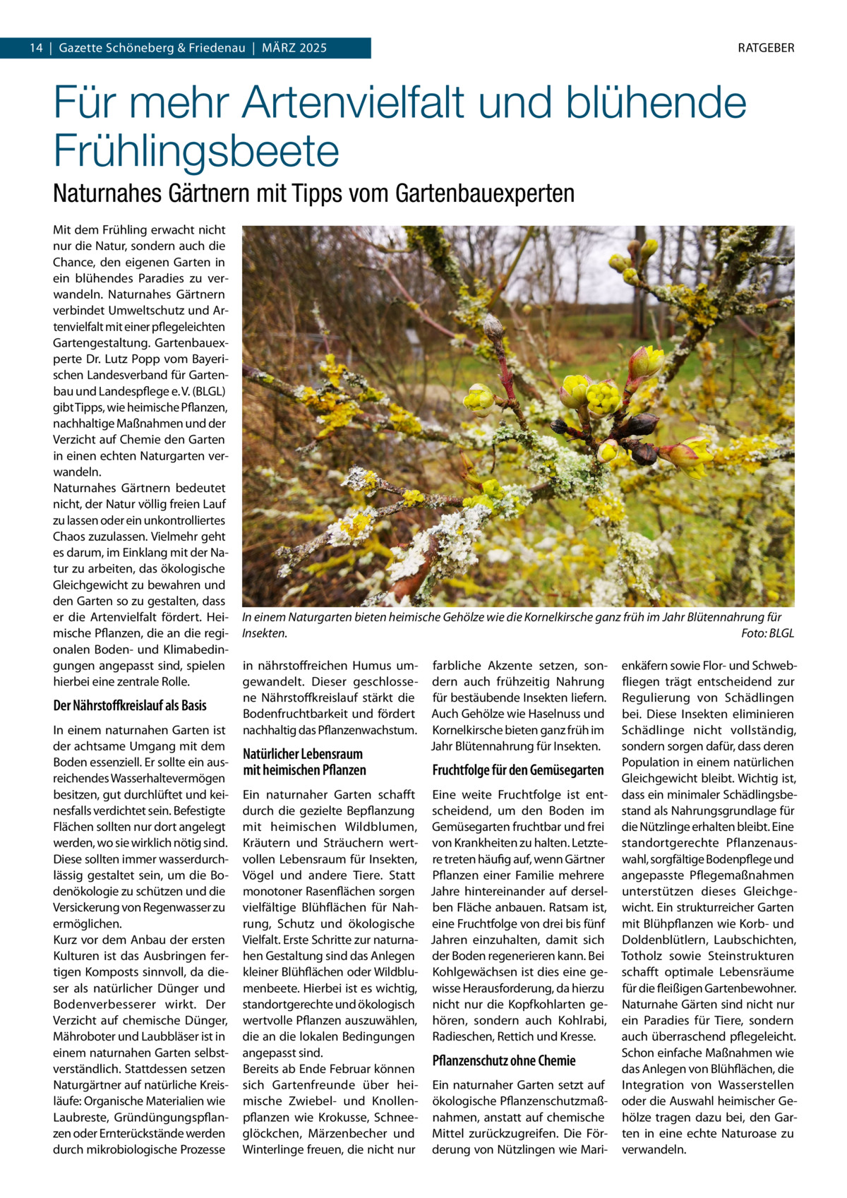 14  |  Gazette Schöneberg & Friedenau  |  März 2025  RATGEBER  Für mehr Artenvielfalt und blühende Frühlingsbeete Naturnahes Gärtnern mit Tipps vom Gartenbauexperten Mit dem Frühling erwacht nicht nur die Natur, sondern auch die Chance, den eigenen Garten in ein blühendes Paradies zu verwandeln. Naturnahes Gärtnern verbindet Umweltschutz und Artenvielfalt mit einer pflegeleichten Gartengestaltung. Gartenbauexperte Dr. Lutz Popp vom Bayerischen Landesverband für Gartenbau und Landespflege e. V. (BLGL) gibt Tipps, wie heimische Pflanzen, nachhaltige Maßnahmen und der Verzicht auf Chemie den Garten in einen echten Naturgarten verwandeln. Naturnahes Gärtnern bedeutet nicht, der Natur völlig freien Lauf zu lassen oder ein unkontrolliertes Chaos zuzulassen. Vielmehr geht es darum, im Einklang mit der Natur zu arbeiten, das ökologische Gleichgewicht zu bewahren und den Garten so zu gestalten, dass er die Artenvielfalt fördert. Heimische Pflanzen, die an die regionalen Boden- und Klimabedingungen angepasst sind, spielen hierbei eine zentrale Rolle.  Der Nährstoffkreislauf als Basis In einem naturnahen Garten ist der achtsame Umgang mit dem Boden essenziell. Er sollte ein ausreichendes Wasserhaltevermögen besitzen, gut durchlüftet und keinesfalls verdichtet sein. Befestigte Flächen sollten nur dort angelegt werden, wo sie wirklich nötig sind. Diese sollten immer wasserdurchlässig gestaltet sein, um die Bodenökologie zu schützen und die Versickerung von Regenwasser zu ermöglichen. Kurz vor dem Anbau der ersten Kulturen ist das Ausbringen fertigen Komposts sinnvoll, da dieser als natürlicher Dünger und Bodenverbesserer wirkt. Der Verzicht auf chemische Dünger, Mähroboter und Laubbläser ist in einem naturnahen Garten selbstverständlich. Stattdessen setzen Naturgärtner auf natürliche Kreisläufe: Organische Materialien wie Laubreste, Gründüngungspflanzen oder Ernterückstände werden durch mikrobiologische Prozesse  In einem Naturgarten bieten heimische Gehölze wie die Kornelkirsche ganz früh im Jahr Blütennahrung für Insekten. � Foto: BLGL in nährstoffreichen Humus umgewandelt. Dieser geschlossene Nährstoffkreislauf stärkt die Bodenfruchtbarkeit und fördert nachhaltig das Pflanzenwachstum.  Natürlicher Lebensraum mit heimischen Pflanzen  farbliche Akzente setzen, sondern auch frühzeitig Nahrung für bestäubende Insekten liefern. Auch Gehölze wie Haselnuss und Kornelkirsche bieten ganz früh im Jahr Blütennahrung für Insekten.  Fruchtfolge für den Gemüsegarten  Ein naturnaher Garten schafft Eine weite Fruchtfolge ist entdurch die gezielte Bepflanzung scheidend, um den Boden im mit heimischen Wildblumen, Gemüsegarten fruchtbar und frei Kräutern und Sträuchern wert- von Krankheiten zu halten. Letztevollen Lebensraum für Insekten, re treten häufig auf, wenn Gärtner Vögel und andere Tiere. Statt Pflanzen einer Familie mehrere monotoner Rasenflächen sorgen Jahre hintereinander auf derselvielfältige Blühflächen für Nah- ben Fläche anbauen. Ratsam ist, rung, Schutz und ökologische eine Fruchtfolge von drei bis fünf Vielfalt. Erste Schritte zur naturna- Jahren einzuhalten, damit sich hen Gestaltung sind das Anlegen der Boden regenerieren kann. Bei kleiner Blühflächen oder Wildblu- Kohlgewächsen ist dies eine gemenbeete. Hierbei ist es wichtig, wisse Herausforderung, da hierzu standortgerechte und ökologisch nicht nur die Kopfkohlarten gewertvolle Pflanzen auszuwählen, hören, sondern auch Kohlrabi, die an die lokalen Bedingungen Radieschen, Rettich und Kresse. angepasst sind. Pflanzenschutz ohne Chemie Bereits ab Ende Februar können sich Gartenfreunde über hei- Ein naturnaher Garten setzt auf mische Zwiebel- und Knollen- ökologische Pflanzenschutzmaßpflanzen wie Krokusse, Schnee- nahmen, anstatt auf chemische glöckchen, Märzenbecher und Mittel zurückzugreifen. Die FörWinterlinge freuen, die nicht nur derung von Nützlingen wie Mari enkäfern sowie Flor- und Schwebfliegen trägt entscheidend zur Regulierung von Schädlingen bei. Diese Insekten eliminieren Schädlinge nicht vollständig, sondern sorgen dafür, dass deren Population in einem natürlichen Gleichgewicht bleibt. Wichtig ist, dass ein minimaler Schädlingsbestand als Nahrungsgrundlage für die Nützlinge erhalten bleibt. Eine standortgerechte Pflanzenauswahl, sorgfältige Bodenpflege und angepasste Pflegemaßnahmen unterstützen dieses Gleichgewicht. Ein strukturreicher Garten mit Blühpflanzen wie Korb- und Doldenblütlern, Laubschichten, Totholz sowie Steinstrukturen schafft optimale Lebensräume für die fleißigen Gartenbewohner. Naturnahe Gärten sind nicht nur ein Paradies für Tiere, sondern auch überraschend pflegeleicht. Schon einfache Maßnahmen wie das Anlegen von Blühflächen, die Integration von Wasserstellen oder die Auswahl heimischer Gehölze tragen dazu bei, den Garten in eine echte Naturoase zu verwandeln.