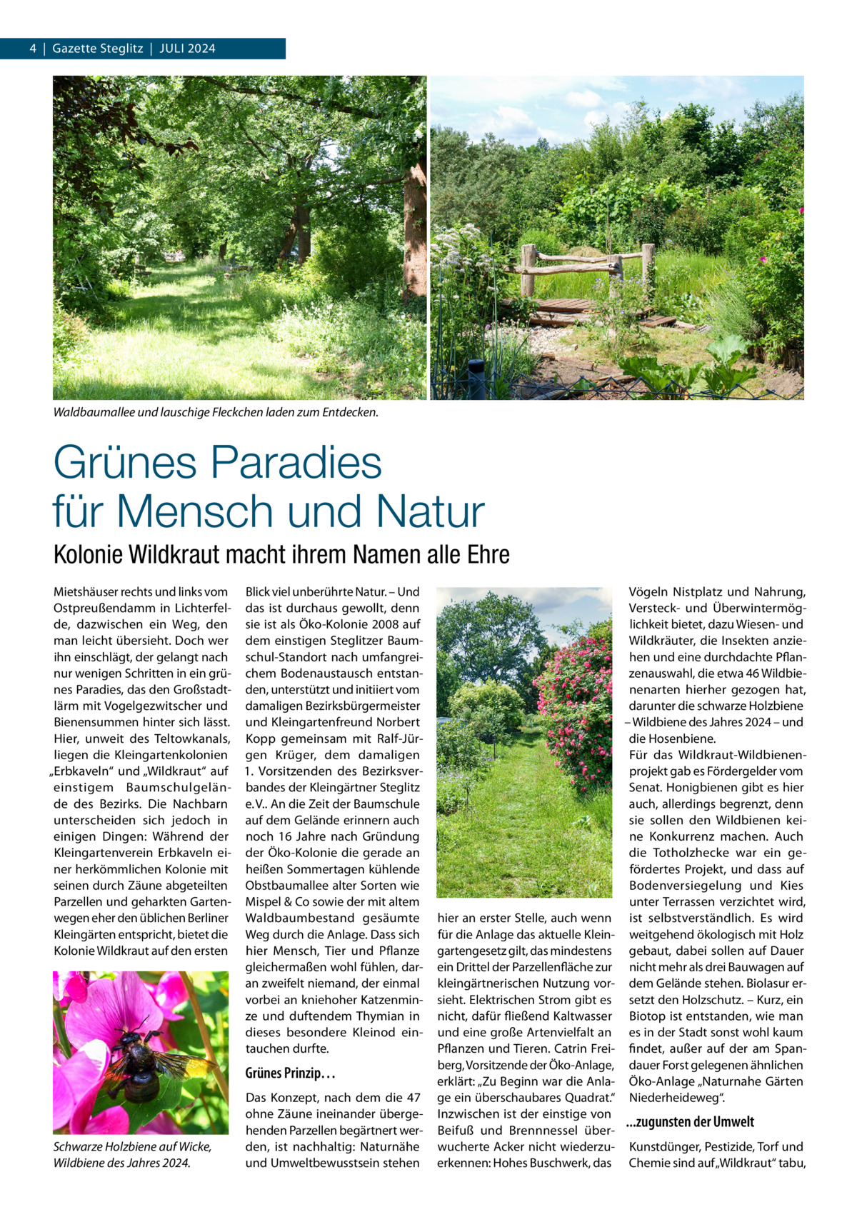 4  |  Gazette Steglitz  |  Juli 2024  Waldbaumallee und lauschige Fleckchen laden zum Entdecken.  Grünes Paradies für Mensch und Natur Kolonie Wildkraut macht ihrem Namen alle Ehre Mietshäuser rechts und links vom Blick viel unberührte Natur. – Und Ostpreußendamm in Lichterfel- das ist durchaus gewollt, denn de, dazwischen ein Weg, den sie ist als Öko-Kolonie 2008 auf man leicht übersieht. Doch wer dem einstigen Steglitzer Baumihn einschlägt, der gelangt nach schul-Standort nach umfangreinur wenigen Schritten in ein grü- chem Bodenaustausch entstannes Paradies, das den Großstadt- den, unterstützt und initiiert vom lärm mit Vogelgezwitscher und damaligen Bezirksbürgermeister Bienensummen hinter sich lässt. und Kleingartenfreund Norbert Hier, unweit des Teltowkanals, Kopp gemeinsam mit Ralf-Jürliegen die Kleingartenkolonien gen Krüger, dem damaligen „Erbkaveln“ und „Wildkraut“ auf 1.  Vorsitzenden des Bezirksvereinstigem Baumschulgelän- bandes der Kleingärtner Steglitz de des Bezirks. Die Nachbarn e. V.. An die Zeit der Baumschule unterscheiden sich jedoch in auf dem Gelände erinnern auch einigen Dingen: Während der noch 16  Jahre nach Gründung Kleingartenverein Erbkaveln ei- der Öko-Kolonie die gerade an ner herkömmlichen Kolonie mit heißen Sommertagen kühlende seinen durch Zäune abgeteilten Obstbaumallee alter Sorten wie Parzellen und geharkten Garten- Mispel & Co sowie der mit altem wegen eher den üblichen Berliner Waldbaumbestand gesäumte Kleingärten entspricht, bietet die Weg durch die Anlage. Dass sich Kolonie Wildkraut auf den ersten hier Mensch, Tier und Pflanze gleichermaßen wohl fühlen, daran zweifelt niemand, der einmal vorbei an kniehoher Katzenminze und duftendem Thymian in dieses besondere Kleinod eintauchen durfte.  Grünes Prinzip…  Schwarze Holzbiene auf Wicke, Wildbiene des Jahres 2024.  Das Konzept, nach dem die 47 ohne Zäune ineinander übergehenden Parzellen begärtnert werden, ist nachhaltig: Naturnähe und Umweltbewusstsein stehen  hier an erster Stelle, auch wenn für die Anlage das aktuelle Kleingartengesetz gilt, das mindestens ein Drittel der Parzellenfläche zur kleingärtnerischen Nutzung vorsieht. Elektrischen Strom gibt es nicht, dafür fließend Kaltwasser und eine große Artenvielfalt an Pflanzen und Tieren. Catrin Freiberg, Vorsitzende der Öko-Anlage, erklärt: „Zu Beginn war die Anlage ein überschaubares Quadrat.“ Inzwischen ist der einstige von Beifuß und Brennnessel überwucherte Acker nicht wiederzuerkennen: Hohes Buschwerk, das  Vögeln Nistplatz und Nahrung, Versteck- und Überwintermöglichkeit bietet, dazu Wiesen- und Wildkräuter, die Insekten anziehen und eine durchdachte Pflanzenauswahl, die etwa 46 Wildbienenarten hierher gezogen hat, darunter die schwarze Holzbiene – Wildbiene des Jahres 2024 – und die Hosenbiene. Für das Wildkraut-Wildbienenprojekt gab es Fördergelder vom Senat. Honigbienen gibt es hier auch, allerdings begrenzt, denn sie sollen den Wildbienen keine Konkurrenz machen. Auch die Totholzhecke war ein gefördertes Projekt, und dass auf Bodenversiegelung und Kies unter Terrassen verzichtet wird, ist selbstverständlich. Es wird weitgehend ökologisch mit Holz gebaut, dabei sollen auf Dauer nicht mehr als drei Bauwagen auf dem Gelände stehen. Biolasur ersetzt den Holzschutz. – Kurz, ein Biotop ist entstanden, wie man es in der Stadt sonst wohl kaum findet, außer auf der am Spandauer Forst gelegenen ähnlichen Öko-Anlage „Naturnahe Gärten Niederheideweg“.  ...zugunsten der Umwelt Kunstdünger, Pestizide, Torf und Chemie sind auf „Wildkraut“ tabu,