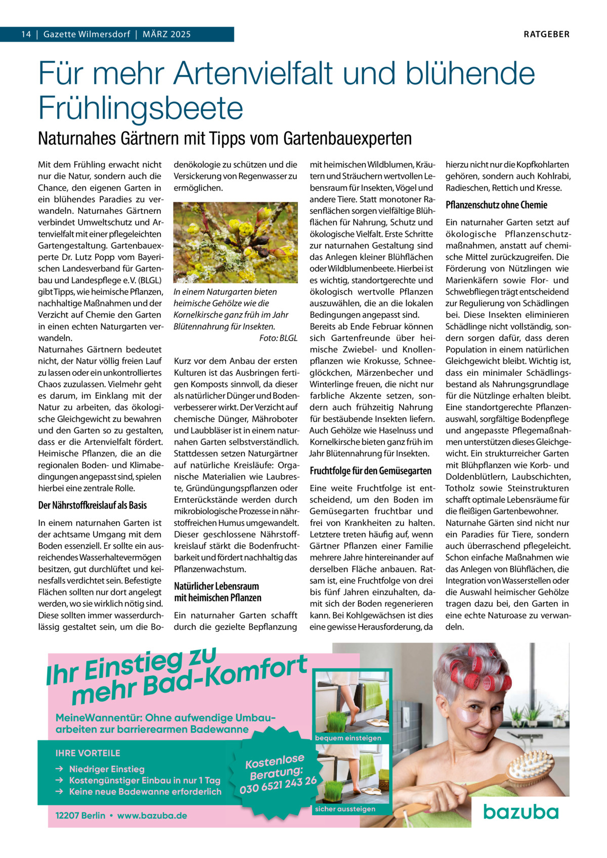 RATGEBER  14  |  Gazette Wilmersdorf  |  März 2025  Für mehr Artenvielfalt und blühende Frühlingsbeete Naturnahes Gärtnern mit Tipps vom Gartenbauexperten Mit dem Frühling erwacht nicht nur die Natur, sondern auch die Chance, den eigenen Garten in ein blühendes Paradies zu verwandeln. Naturnahes Gärtnern verbindet Umweltschutz und Artenvielfalt mit einer pflegeleichten Gartengestaltung. Gartenbauexperte Dr. Lutz Popp vom Bayerischen Landesverband für Gartenbau und Landespflege e. V. (BLGL) gibt Tipps, wie heimische Pflanzen, nachhaltige Maßnahmen und der Verzicht auf Chemie den Garten in einen echten Naturgarten verwandeln. Naturnahes Gärtnern bedeutet nicht, der Natur völlig freien Lauf zu lassen oder ein unkontrolliertes Chaos zuzulassen. Vielmehr geht es darum, im Einklang mit der Natur zu arbeiten, das ökologische Gleichgewicht zu bewahren und den Garten so zu gestalten, dass er die Artenvielfalt fördert. Heimische Pflanzen, die an die regionalen Boden- und Klimabedingungen angepasst sind, spielen hierbei eine zentrale Rolle.  Der Nährstoffkreislauf als Basis In einem naturnahen Garten ist der achtsame Umgang mit dem Boden essenziell. Er sollte ein ausreichendes Wasserhaltevermögen besitzen, gut durchlüftet und keinesfalls verdichtet sein. Befestigte Flächen sollten nur dort angelegt werden, wo sie wirklich nötig sind. Diese sollten immer wasserdurchlässig gestaltet sein, um die Bo denökologie zu schützen und die Versickerung von Regenwasser zu ermöglichen.  mit heimischen Wildblumen, Kräutern und Sträuchern wertvollen Lebensraum für Insekten, Vögel und andere Tiere. Statt monotoner Rasenflächen sorgen vielfältige Blühflächen für Nahrung, Schutz und ökologische Vielfalt. Erste Schritte zur naturnahen Gestaltung sind das Anlegen kleiner Blühflächen oder Wildblumenbeete. Hierbei ist es wichtig, standortgerechte und ökologisch wertvolle Pflanzen In einem Naturgarten bieten auszuwählen, die an die lokalen heimische Gehölze wie die Bedingungen angepasst sind. Kornelkirsche ganz früh im Jahr Bereits ab Ende Februar können Blütennahrung für Insekten. � Foto: BLGL sich Gartenfreunde über heimische Zwiebel- und KnollenKurz vor dem Anbau der ersten pflanzen wie Krokusse, SchneeKulturen ist das Ausbringen ferti- glöckchen, Märzenbecher und gen Komposts sinnvoll, da dieser Winterlinge freuen, die nicht nur als natürlicher Dünger und Boden- farbliche Akzente setzen, sonverbesserer wirkt. Der Verzicht auf dern auch frühzeitig Nahrung chemische Dünger, Mähroboter für bestäubende Insekten liefern. und Laubbläser ist in einem natur- Auch Gehölze wie Haselnuss und nahen Garten selbstverständlich. Kornelkirsche bieten ganz früh im Stattdessen setzen Naturgärtner Jahr Blütennahrung für Insekten. auf natürliche Kreisläufe: OrgaFruchtfolge für den Gemüsegarten nische Materialien wie Laubreste, Gründüngungspflanzen oder Eine weite Fruchtfolge ist entErnterückstände werden durch scheidend, um den Boden im mikrobiologische Prozesse in nähr- Gemüsegarten fruchtbar und stoffreichen Humus umgewandelt. frei von Krankheiten zu halten. Dieser geschlossene Nährstoff- Letztere treten häufig auf, wenn kreislauf stärkt die Bodenfrucht- Gärtner Pflanzen einer Familie barkeit und fördert nachhaltig das mehrere Jahre hintereinander auf Pflanzenwachstum. derselben Fläche anbauen. Ratsam ist, eine Fruchtfolge von drei Natürlicher Lebensraum bis fünf Jahren einzuhalten, damit heimischen Pflanzen mit sich der Boden regenerieren Ein naturnaher Garten schafft kann. Bei Kohlgewächsen ist dies durch die gezielte Bepflanzung eine gewisse Herausforderung, da  u z g e i t s Ihr Ein r Bad-Komfort meh MeineWannentür: Ohne aufwendige Umbau­ arbeiten zur barrierearmen Badewanne IHRE VORTEILE Niedriger Einstieg Kostengünstiger Einbau in nur 1 Tag Keine neue Badewanne erforderlich 12207 Berlin • www.bazuba.de  bequem einsteigen  se Kostenlo g: Beratun 3 26 24 030 6521 sicher aussteigen  hierzu nicht nur die Kopfkohlarten gehören, sondern auch Kohlrabi, Radieschen, Rettich und Kresse.  Pflanzenschutz ohne Chemie Ein naturnaher Garten setzt auf ökologische Pflanzenschutzmaßnahmen, anstatt auf chemische Mittel zurückzugreifen. Die Förderung von Nützlingen wie Marienkäfern sowie Flor- und Schwebfliegen trägt entscheidend zur Regulierung von Schädlingen bei. Diese Insekten eliminieren Schädlinge nicht vollständig, sondern sorgen dafür, dass deren Population in einem natürlichen Gleichgewicht bleibt. Wichtig ist, dass ein minimaler Schädlingsbestand als Nahrungsgrundlage für die Nützlinge erhalten bleibt. Eine standortgerechte Pflanzenauswahl, sorgfältige Bodenpflege und angepasste Pflegemaßnahmen unterstützen dieses Gleichgewicht. Ein strukturreicher Garten mit Blühpflanzen wie Korb- und Doldenblütlern, Laubschichten, Totholz sowie Steinstrukturen schafft optimale Lebensräume für die fleißigen Gartenbewohner. Naturnahe Gärten sind nicht nur ein Paradies für Tiere, sondern auch überraschend pflegeleicht. Schon einfache Maßnahmen wie das Anlegen von Blühflächen, die Integration von Wasserstellen oder die Auswahl heimischer Gehölze tragen dazu bei, den Garten in eine echte Naturoase zu verwandeln.