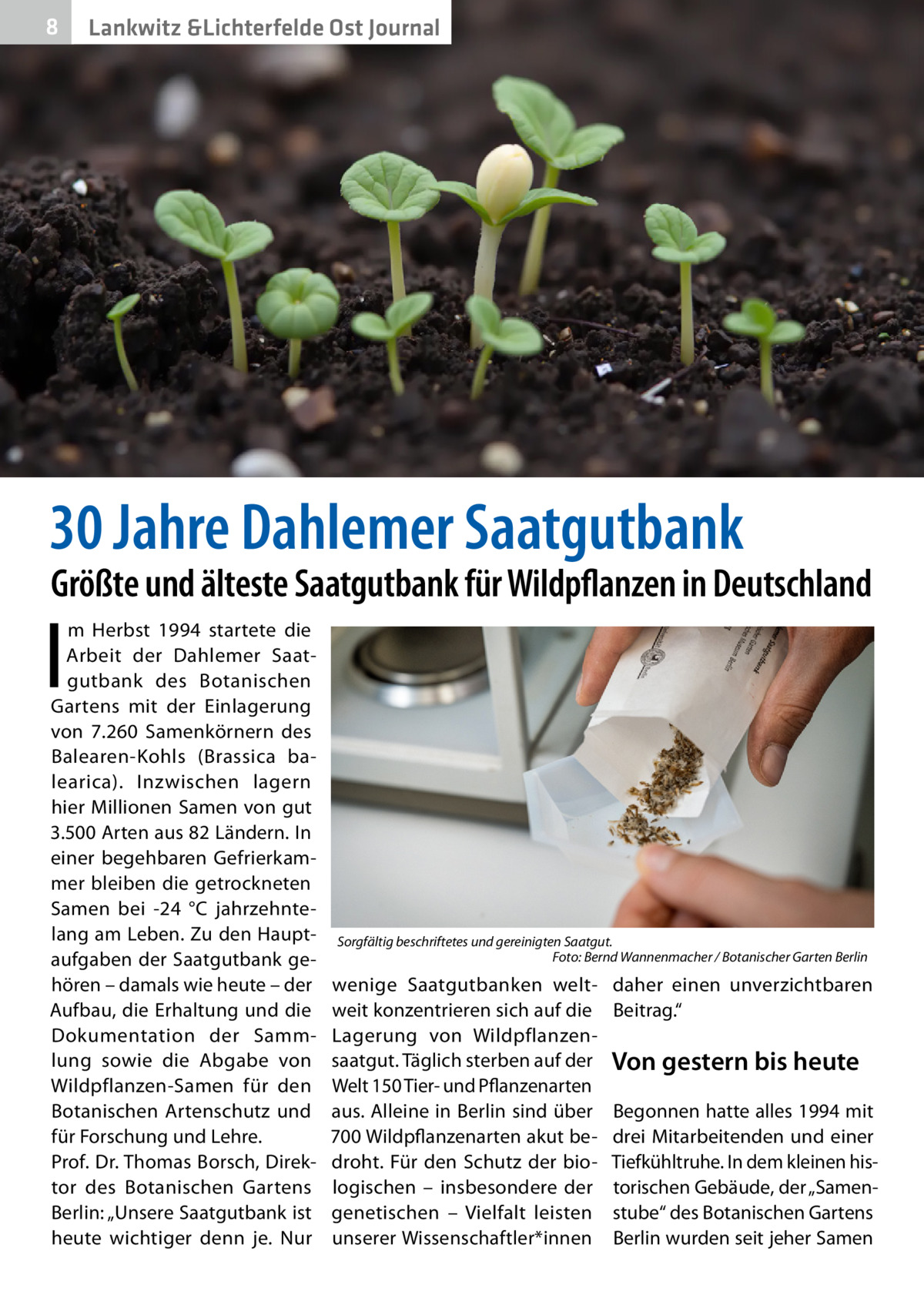 8  Gesundheit Lankwitz &Lichterfelde Ost Journal  30 Jahre Dahlemer Saatgutbank  Größte und älteste Saatgutbank für Wildpflanzen in Deutschland  I  m Herbst 1994 startete die Arbeit der Dahlemer Saatgutbank des Botanischen Gartens mit der Einlagerung von 7.260  Samenkörnern des Balearen-Kohls (Brassica balearica). Inzwischen lagern hier Millionen Samen von gut 3.500 Arten aus 82 Ländern. In einer begehbaren Gefrierkammer bleiben die getrockneten Samen bei -24  °C jahrzehntelang am Leben. Zu den Hauptaufgaben der Saatgutbank gehören – damals wie heute – der Aufbau, die Erhaltung und die Dokumentation der Sammlung sowie die Abgabe von Wildpflanzen-Samen für den Botanischen Artenschutz und für Forschung und Lehre. Prof. Dr. Thomas Borsch, Direktor des Botanischen Gartens Berlin: „Unsere Saatgutbank ist heute wichtiger denn je. Nur  Sorgfältig beschriftetes und gereinigten Saatgut. � Foto: Bernd Wannenmacher / Botanischer Garten Berlin  wenige Saatgutbanken weltweit konzentrieren sich auf die Lagerung von Wildpflanzensaatgut. Täglich sterben auf der Welt 150 Tier- und Pflanzenarten aus. Alleine in Berlin sind über 700 Wildpflanzenarten akut bedroht. Für den Schutz der biologischen – insbesondere der genetischen – Vielfalt leisten unserer Wissenschaftler*innen  daher einen unverzichtbaren Beitrag.“  Von gestern bis heute Begonnen hatte alles 1994 mit drei Mitarbeitenden und einer Tiefkühltruhe. In dem kleinen historischen Gebäude, der „Samenstube“ des Botanischen Gartens Berlin wurden seit jeher Samen