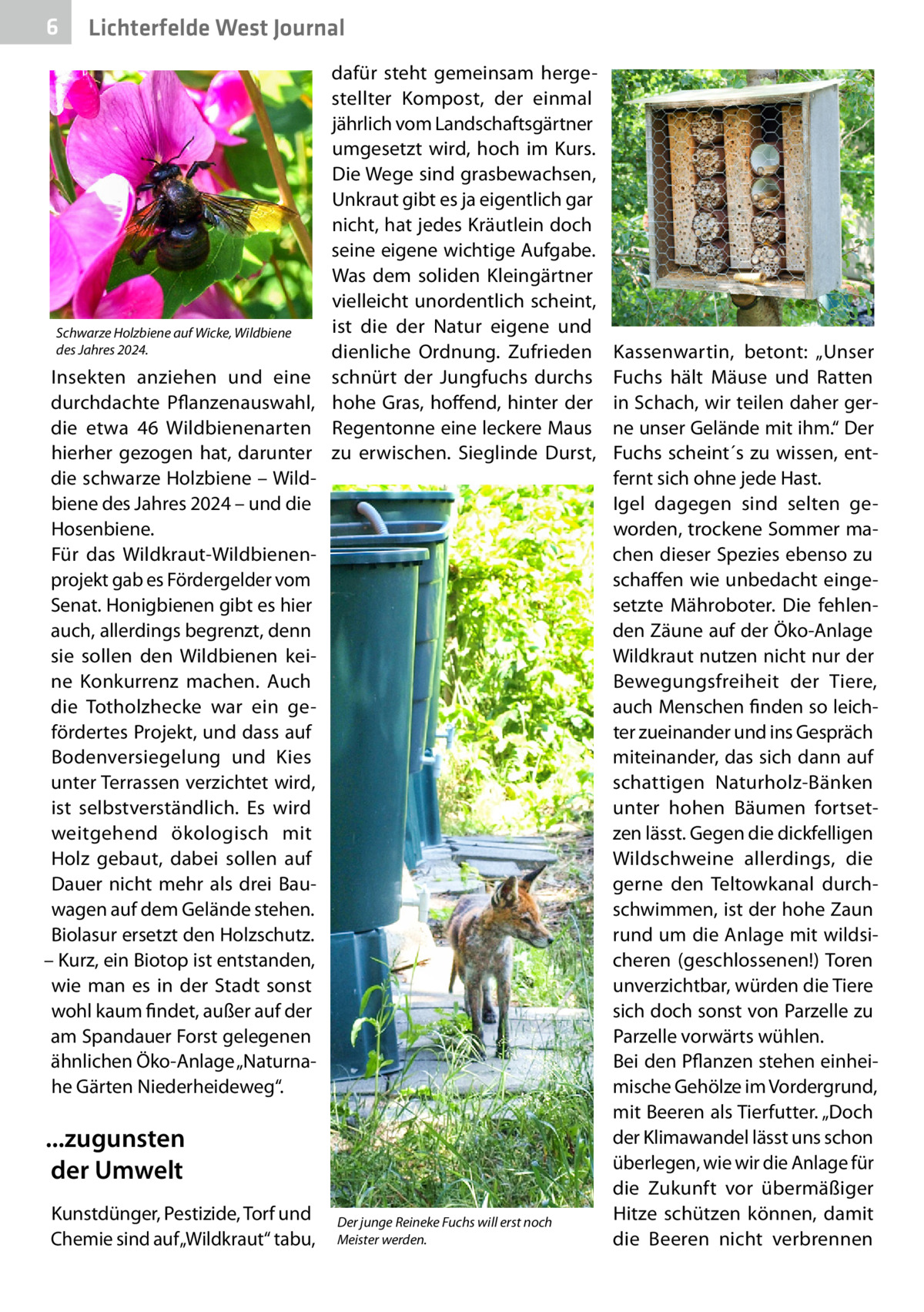 6  Lichterfelde West Journal  dafür steht gemeinsam hergestellter Kompost, der einmal jährlich vom Landschaftsgärtner umgesetzt wird, hoch im Kurs. Die Wege sind grasbewachsen, Unkraut gibt es ja eigentlich gar nicht, hat jedes Kräutlein doch seine eigene wichtige Aufgabe. Was dem soliden Kleingärtner vielleicht unordentlich scheint, ist die der Natur eigene und Schwarze Holzbiene auf Wicke, Wildbiene des Jahres 2024. dienliche Ordnung. Zufrieden Insekten anziehen und eine schnürt der Jungfuchs durchs durchdachte Pflanzenauswahl, hohe Gras, hoffend, hinter der die etwa 46  Wildbienenarten Regentonne eine leckere Maus hierher gezogen hat, darunter zu erwischen. Sieglinde Durst, die schwarze Holzbiene – Wildbiene des Jahres 2024 – und die Hosenbiene. Für das Wildkraut-Wildbienenprojekt gab es Fördergelder vom Senat. Honigbienen gibt es hier auch, allerdings begrenzt, denn sie sollen den Wildbienen keine Konkurrenz machen. Auch die Totholzhecke war ein gefördertes Projekt, und dass auf Bodenversiegelung und Kies unter Terrassen verzichtet wird, ist selbstverständlich. Es wird weitgehend ökologisch mit Holz gebaut, dabei sollen auf Dauer nicht mehr als drei Bauwagen auf dem Gelände stehen. Biolasur ersetzt den Holzschutz. – Kurz, ein Biotop ist entstanden, wie man es in der Stadt sonst wohl kaum findet, außer auf der am Spandauer Forst gelegenen ähnlichen Öko-Anlage „Naturnahe Gärten Niederheideweg“.  ...zugunsten der Umwelt Kunstdünger, Pestizide, Torf und Chemie sind auf „Wildkraut“ tabu,  Der junge Reineke Fuchs will erst noch Meister werden.  Kassenwartin, betont: „Unser Fuchs hält Mäuse und Ratten in Schach, wir teilen daher gerne unser Gelände mit ihm.“ Der Fuchs scheint´s zu wissen, entfernt sich ohne jede Hast. Igel dagegen sind selten geworden, trockene Sommer machen dieser Spezies ebenso zu schaffen wie unbedacht eingesetzte Mähroboter. Die fehlenden Zäune auf der Öko-Anlage Wildkraut nutzen nicht nur der Bewegungsfreiheit der Tiere, auch Menschen finden so leichter zueinander und ins Gespräch miteinander, das sich dann auf schattigen Naturholz-Bänken unter hohen Bäumen fortsetzen lässt. Gegen die dickfelligen Wildschweine allerdings, die gerne den Teltowkanal durchschwimmen, ist der hohe Zaun rund um die Anlage mit wildsicheren (geschlossenen!) Toren unverzichtbar, würden die Tiere sich doch sonst von Parzelle zu Parzelle vorwärts wühlen. Bei den Pflanzen stehen einheimische Gehölze im Vordergrund, mit Beeren als Tierfutter. „Doch der Klimawandel lässt uns schon überlegen, wie wir die Anlage für die Zukunft vor übermäßiger Hitze schützen können, damit die Beeren nicht verbrennen