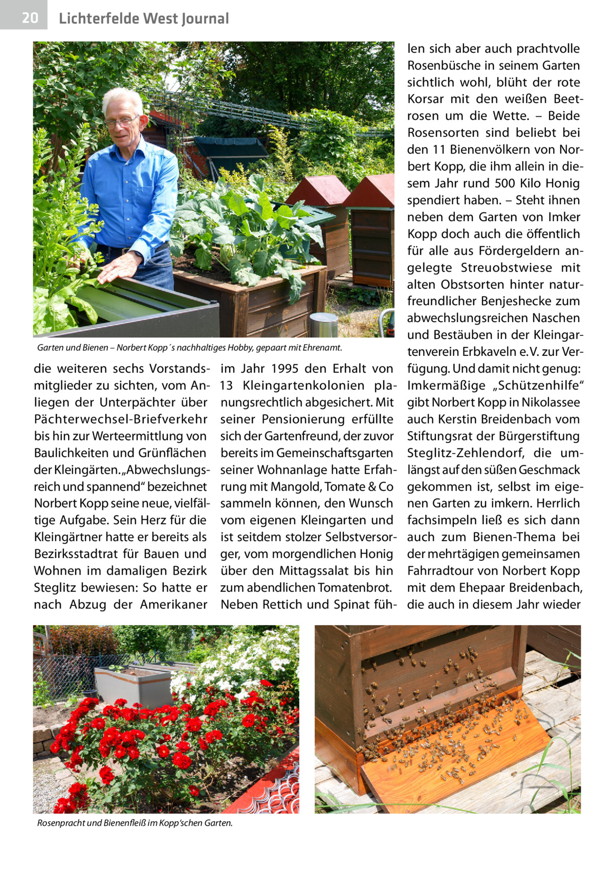 20  Lichterfelde West Journal  Garten und Bienen – Norbert Kopp´s nachhaltiges Hobby, gepaart mit Ehrenamt.  die weiteren sechs Vorstandsmitglieder zu sichten, vom Anliegen der Unterpächter über Pächterwechsel-Briefverkehr bis hin zur Werteermittlung von Baulichkeiten und Grünflächen der Kleingärten. „Abwechslungsreich und spannend“ bezeichnet Norbert Kopp seine neue, vielfältige Aufgabe. Sein Herz für die Kleingärtner hatte er bereits als Bezirksstadtrat für Bauen und Wohnen im damaligen Bezirk Steglitz bewiesen: So hatte er nach Abzug der Amerikaner  im Jahr 1995 den Erhalt von 13  Kleingartenkolonien planungsrechtlich abgesichert. Mit seiner Pensionierung erfüllte sich der Gartenfreund, der zuvor bereits im Gemeinschaftsgarten seiner Wohnanlage hatte Erfahrung mit Mangold, Tomate & Co sammeln können, den Wunsch vom eigenen Kleingarten und ist seitdem stolzer Selbstversorger, vom morgendlichen Honig über den Mittagssalat bis hin zum abendlichen Tomatenbrot. Neben Rettich und Spinat füh Rosenpracht und Bienenfleiß im Kopp‘schen Garten.  len sich aber auch prachtvolle Rosenbüsche in seinem Garten sichtlich wohl, blüht der rote Korsar mit den weißen Beetrosen um die Wette. – Beide Rosensorten sind beliebt bei den 11 Bienenvölkern von Norbert Kopp, die ihm allein in diesem Jahr rund 500  Kilo Honig spendiert haben. – Steht ihnen neben dem Garten von Imker Kopp doch auch die öffentlich für alle aus Fördergeldern angelegte Streuobstwiese mit alten Obstsorten hinter naturfreundlicher Benjeshecke zum abwechslungsreichen Naschen und Bestäuben in der Kleingartenverein Erbkaveln e. V. zur Verfügung. Und damit nicht genug: Imkermäßige „Schützenhilfe“ gibt Norbert Kopp in Nikolassee auch Kerstin Breidenbach vom Stiftungsrat der Bürgerstiftung Steglitz-Zehlendorf, die umlängst auf den süßen Geschmack gekommen ist, selbst im eigenen Garten zu imkern. Herrlich fachsimpeln ließ es sich dann auch zum Bienen-Thema bei der mehrtägigen gemeinsamen Fahrradtour von Norbert Kopp mit dem Ehepaar Breidenbach, die auch in diesem Jahr wieder