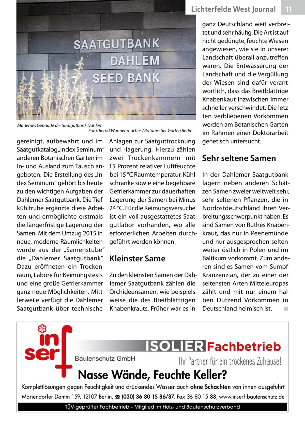 Lichterfelde West Journal  Modernes Gebäude der Saatgutbank Dahlem. � Foto: Bernd Wannenmacher / Botanischer Garten Berlin  gereinigt, aufbewahrt und im Saatgutkatalog „Index Seminum“ anderen Botanischen Gärten im In- und Ausland zum Tausch angeboten. Die Erstellung des „Index Seminum“ gehört bis heute zu den wichtigen Aufgaben der Dahlemer Saatgutbank. Die Tiefkühltruhe ergänzte diese Arbeiten und ermöglichte erstmals die längerfristige Lagerung der Samen. Mit dem Umzug 2015 in neue, moderne Räumlichkeiten wurde aus der „Samenstube“ die „Dahlemer Saatgutbank“. Dazu eröffneten ein Trockenraum, Labore für Keimungstests und eine große Gefrierkammer ganz neue Möglichkeiten. Mittlerweile verfügt die Dahlemer Saatgutbank über technische  Anlagen zur Saatguttrocknung und -lagerung. Hierzu zählen zwei Trockenkammern mit 15 Prozent relativer Luftfeuchte bei 15 °C Raumtemperatur, Kühlschränke sowie eine begehbare Gefrierkammer zur dauerhaften Lagerung der Samen bei Minus 24 °C. Für die Keimungsversuche ist ein voll ausgestattetes Saatgutlabor vorhanden, wo alle erforderlichen Arbeiten durchgeführt werden können.  11 11  ganz Deutschland weit verbreitet und sehr häufig. Die Art ist auf nicht gedüngte, feuchte Wiesen angewiesen, wie sie in unserer Landschaft überall anzutreffen waren. Die Entwässerung der Landschaft und die Vergüllung der Wiesen sind dafür verantwortlich, dass das Breitblättrige Knabenkaut inzwischen immer schneller verschwindet. Die letzten verbliebenen Vorkommen werden am Botanischen Garten im Rahmen einer Doktorarbeit genetisch untersucht.  Sehr seltene Samen  In der Dahlemer Saatgutbank lagern neben anderen Schätzen Samen zweier weltweit sehr, sehr seltenen Pflanzen, die in Nordostdeutschland ihren Verbreitungsschwerpunkt haben: Es sind Samen von Ruthes Knabenkraut, das nur in Peenemünde und nur ausgesprochen selten weiter östlich in Polen und im Baltikum vorkommt. Zum andeKleinster Same ren sind es Samen vom SumpfZu den kleinsten Samen der Dah- Kranzenzian, der zu einer der lemer Saatgutbank zählen die seltensten Arten Mitteleuropas Orchideensamen, wie beispiels- zählt und mit nur einem halweise die des Breitblättrigen ben Dutzend Vorkommen in Knabenkrauts. Früher war es in Deutschland heimisch ist.� ◾  Nasse Wände, Feuchte Keller? Komplettlösungen gegen Feuchtigkeit und drückendes Wasser auch ohne Schachten von innen ausgeführt Mariendorfer Damm 159, 12107 Berlin, ☎ (030) 36 80 15 86/87, Fax 36 80 15 88, www.inserf-bautenschutz.de TÜV-geprüfter Fachbetrieb – Mitglied im Holz- und Bautenschutzverband