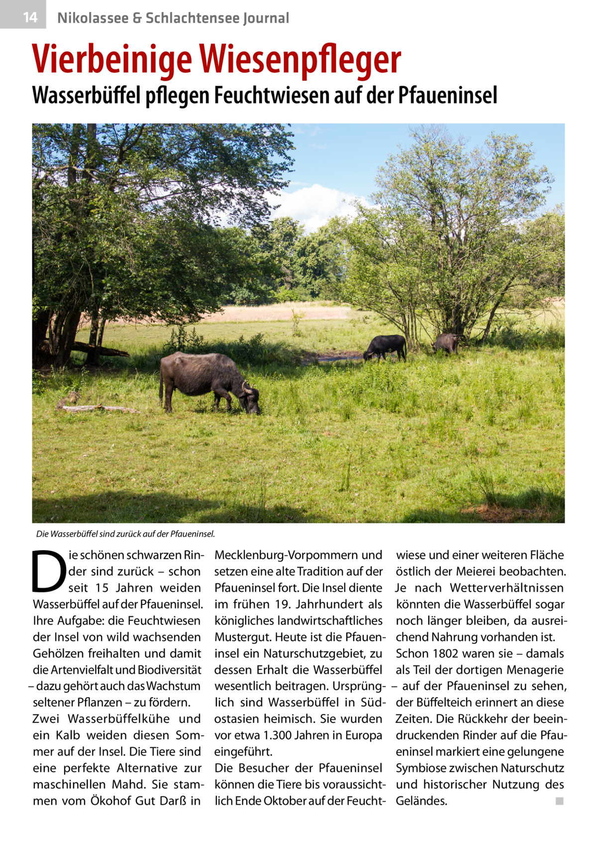 14  Nikolassee & Schlachtensee Journal  Vierbeinige Wiesenpfleger  Wasserbüffel pflegen Feuchtwiesen auf der Pfaueninsel  Die Wasserbüffel sind zurück auf der Pfaueninsel.  D  ie schönen schwarzen Rinder sind zurück – schon seit 15  Jahren weiden Wasserbüffel auf der Pfaueninsel. Ihre Aufgabe: die Feuchtwiesen der Insel von wild wachsenden Gehölzen freihalten und damit die Artenvielfalt und Biodiversität – dazu gehört auch das Wachstum seltener Pflanzen – zu fördern. Zwei Wasserbüffelkühe und ein Kalb weiden diesen Sommer auf der Insel. Die Tiere sind eine perfekte Alternative zur maschinellen Mahd. Sie stammen vom Ökohof Gut Darß in  Mecklenburg-Vorpommern und setzen eine alte Tradition auf der Pfaueninsel fort. Die Insel diente im frühen 19.  Jahrhundert als königliches landwirtschaftliches Mustergut. Heute ist die Pfaueninsel ein Naturschutzgebiet, zu dessen Erhalt die Wasserbüffel wesentlich beitragen. Ursprünglich sind Wasserbüffel in Südostasien heimisch. Sie wurden vor etwa 1.300 Jahren in Europa eingeführt. Die Besucher der Pfaueninsel können die Tiere bis voraussichtlich Ende Oktober auf der Feucht wiese und einer weiteren Fläche östlich der Meierei beobachten. Je nach Wetterverhältnissen könnten die Wasserbüffel sogar noch länger bleiben, da ausreichend Nahrung vorhanden ist. Schon 1802 waren sie – damals als Teil der dortigen Menagerie – auf der Pfaueninsel zu sehen, der Büffelteich erinnert an diese Zeiten. Die Rückkehr der beeindruckenden Rinder auf die Pfaueninsel markiert eine gelungene Symbiose zwischen Naturschutz und historischer Nutzung des Geländes.� ◾