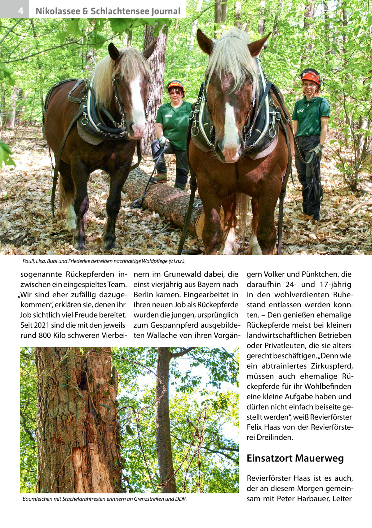 4  Nikolassee & Schlachtensee Journal  Pauli, Lisa, Bubi und Friederike betreiben nachhaltige Waldpflege (v.l.n.r.).  sogenannte Rückepferden inzwischen ein eingespieltes Team. „Wir sind eher zufällig dazugekommen“, erklären sie, denen ihr Job sichtlich viel Freude bereitet. Seit 2021 sind die mit den jeweils rund 800 Kilo schweren Vierbei nern im Grunewald dabei, die einst vierjährig aus Bayern nach Berlin kamen. Eingearbeitet in ihren neuen Job als Rückepferde wurden die jungen, ursprünglich zum Gespannpferd ausgebildeten Wallache von ihren Vorgän gern Volker und Pünktchen, die daraufhin 24- und 17-jährig in den wohlverdienten Ruhestand entlassen werden konnten. – Den genießen ehemalige Rückepferde meist bei kleinen landwirtschaftlichen Betrieben oder Privatleuten, die sie altersgerecht beschäftigen. „Denn wie ein abtrainiertes Zirkuspferd, müssen auch ehemalige Rückepferde für ihr Wohlbefinden eine kleine Aufgabe haben und dürfen nicht einfach beiseite gestellt werden“, weiß Revierförster Felix Haas von der Revierförsterei Dreilinden.  Einsatzort Mauerweg  Baumleichen mit Stacheldrahtresten erinnern an Grenzstreifen und DDR.  Revierförster Haas ist es auch, der an diesem Morgen gemeinsam mit Peter Harbauer, Leiter